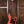 Squier Classic Vibe '60s Jazz Bass Tahitian Coral